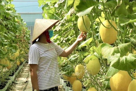 Chuyển đổi số tạo động lực phát triển nông nghiệp bền vững