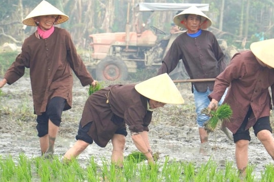 Du khách và người dân cùng xuống đồng cấy lúa ở Hội An