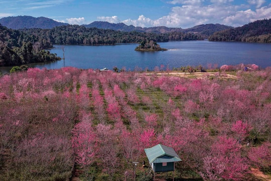 Anh đào Nhật Bản bung nở giữa rừng ở Điện Biên