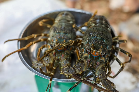 Xuất khẩu thủy sản vượt 11 tỷ USD