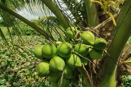 5 thức uống buổi sáng giúp giảm cân