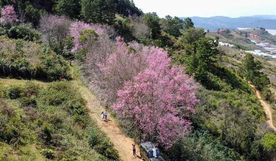 Những địa điểm lý tưởng ngắm Mai anh đào dịp Tết
