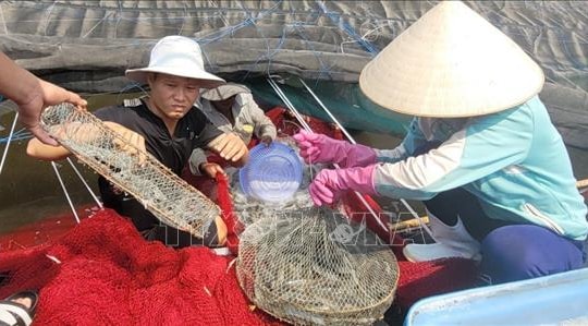 Giá tôm thương phẩm tăng mạnh tại TP. Hồ Chí Minh