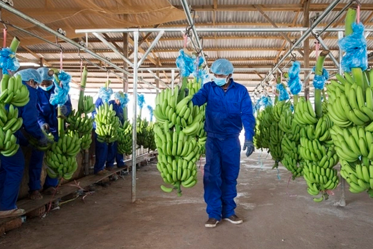 Sếp Hoàng Anh Gia Lai muốn bán hơn 900 tỷ đồng cổ phiếu HNG