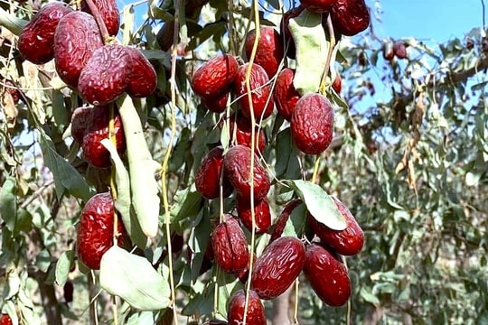 Ăn táo đỏ có tăng cường miễn dịch, ngừa mắc cúm A?