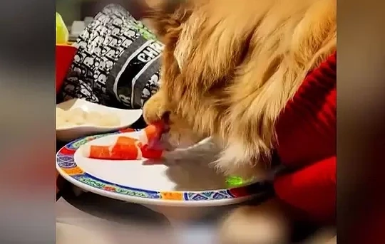 Thực khách bị kiện vì để chó cưng liếm thức ăn trên đĩa nhà hàng