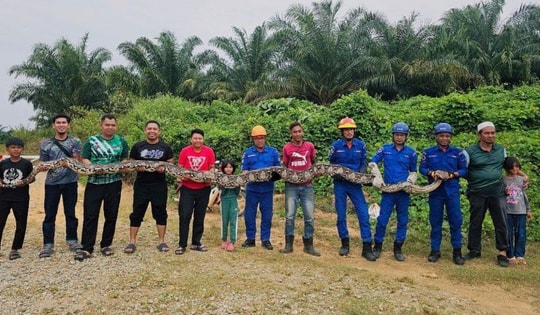 Bắt sống trăn khổng lồ dài 7 mét, nặng 80kg trong đồn điền