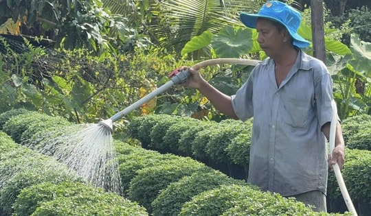 Làng hoa miền Tây hứa hẹn bội thu