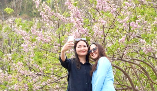 Hoa đỗ mai nở rộ hút hồn du khách đến với Vũng Tàu