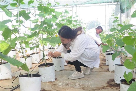 Phê duyệt Kế hoạch thực hiện Hiệp định Thương mại tự do giữa Việt Nam và Israel