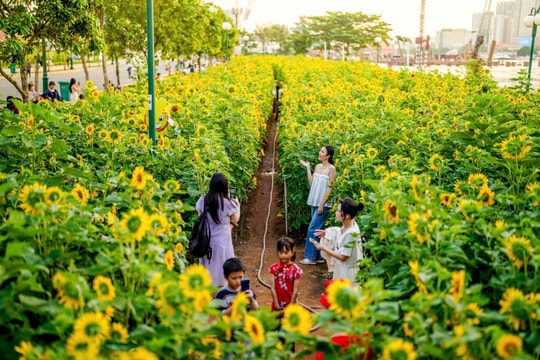 Cánh đồng hoa hướng dương khoe sắc rực rỡ bên bờ sông Sài Gòn