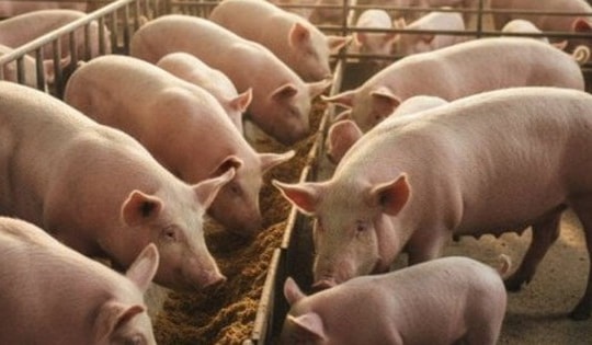 Dự báo về giá heo hơi Tết Bính Ngọ 2026, khó lên tới 80.000 đồng/kg?