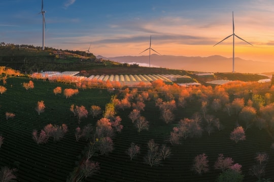 Mai anh đào bung sắc đón xuân ở Đà Lạt