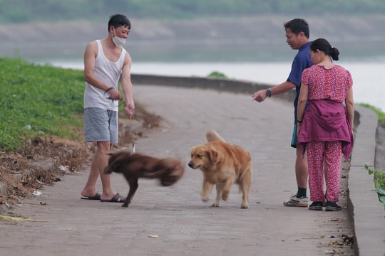 Thả rông chó mèo nơi công cộng có thể bị phạt một triệu đồng