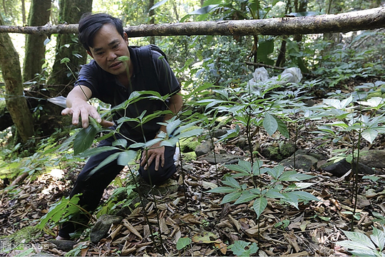 Đà Nẵng dự kiến tạo 10.000 việc làm từ ngành dược liệu