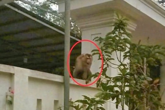 Khỉ đuôi lợn xuống khu dân cư tấn công người dân