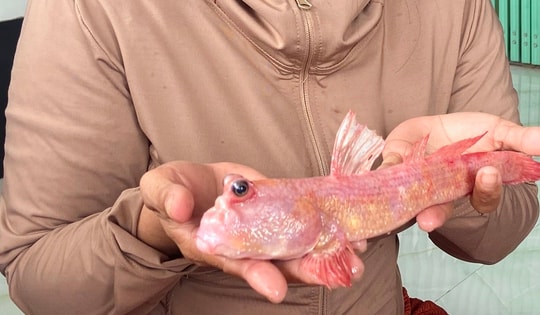 Loại cá thòi lòi màu hồng hiếm gặp được người dân Đất Mũi phát hiện