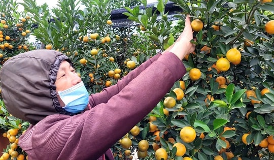 VIDEO: "Thủ phủ" quất Tết ở Hà Nội nóng lên từ rất sớm