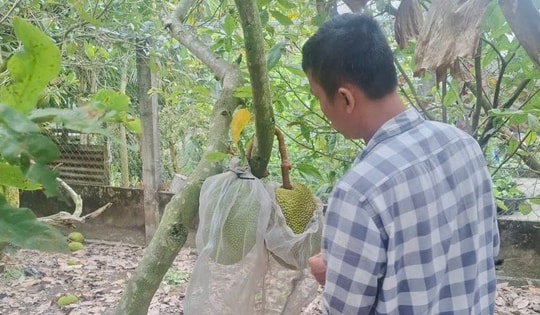 Giá mít Thái tăng cao nhưng vì sao nhà vườn miền Tây không vui?