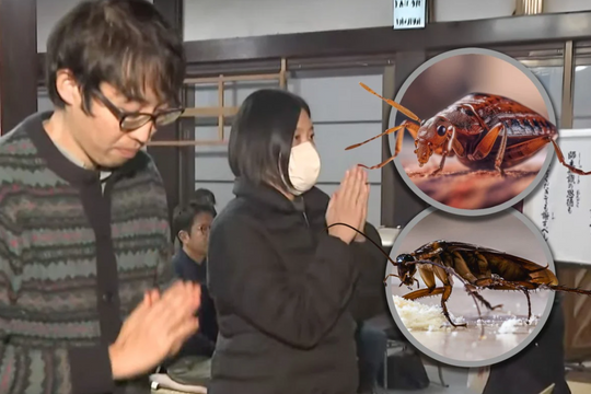 Công ty diệt côn trùng Nhật Bản làm lễ cầu siêu cho những con bọ bị tiêu diệt