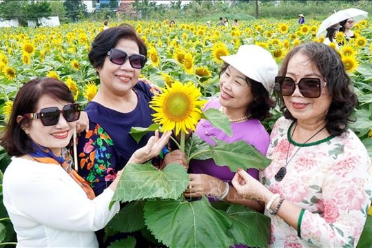 Cánh đồng hoa hướng dương rực rỡ sắc vàng thu hút du khách đến Quảng Ngãi