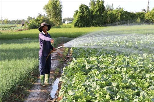 Nông dân tất bật xuống giống rau màu đón Tết