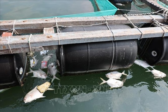 Cá nuôi lồng bè trên sông Chà Và chết hàng loạt là do môi trường nước suy giảm