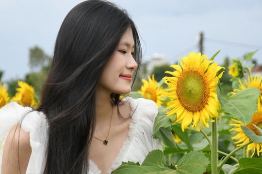 Bạn trẻ đọ sắc cùng vườn hoa hướng dương đầu tiên ở Quảng Ngãi
