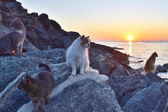 Đảo Hy Lạp tuyển khách chăm 3.000 con mèo