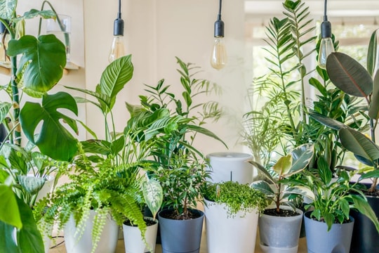 Cách giữ cây trồng trong nhà xanh tốt mùa đông