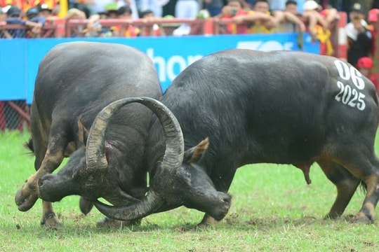 Lễ hội chọi trâu Đồ Sơn được phép tổ chức vòng loại