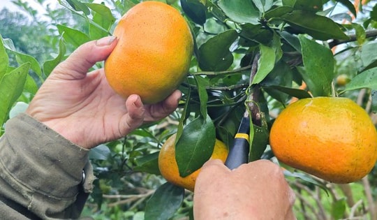 “Thủ phủ” cam Hà Tĩnh được mùa, tất bật thu hoạch sẵn sàng phục vụ Tết Nguyên đán