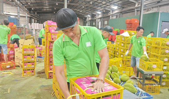Việt Nam sắp dẫn đầu về xuất khẩu sầu riêng