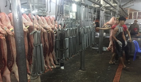 Giá heo hơi hôm nay, 7-1: Bật tăng trở lại
