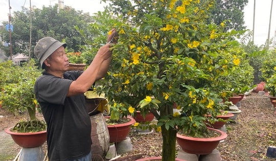 Diễn biến mới trên thị trường hoa mai Tết 2026