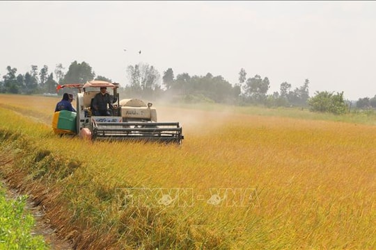 Mùa vàng trên cánh đồng tôm lúa