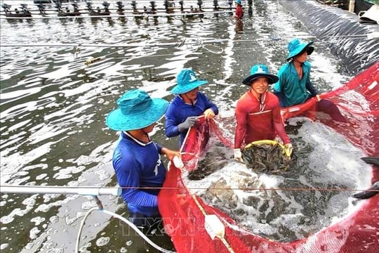 Giá tôm tăng từ 30-50%, người nuôi phấn khởi trước vụ Tết