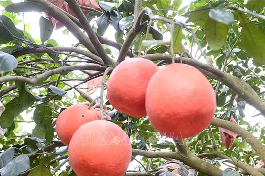 Bưởi tiến Vua làng Luận Văn hút khách dịp Tết