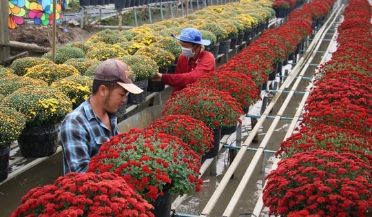 Rộn ràng hoa Tết