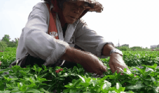 VIDEO: Nông dân làng hoa Thới An thấp thỏm với hoa Tết