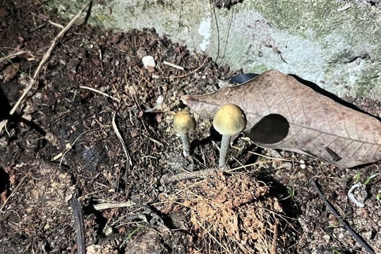 Bác sĩ cảnh báo nguy cơ ngộ độc nấm từ việc sử dụng nấm mọc hoang