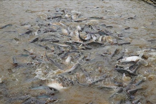 Nguồn cung khan hiếm, giá cá tra ở Đồng Tháp tăng mạnh