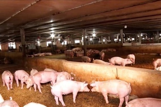 Giá lợn hơi tăng cao, người nuôi vẫn thận trọng tái đàn