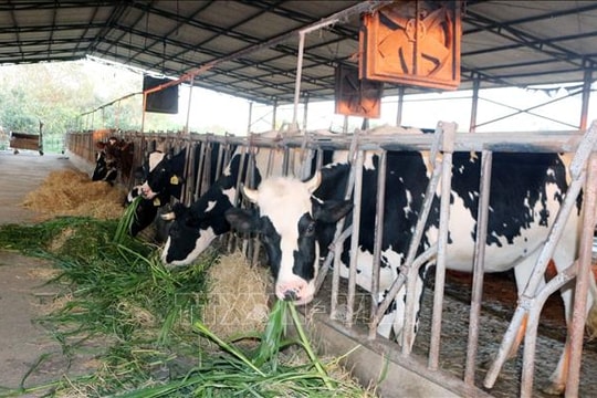 Hướng dẫn người dân bảo vệ đàn vật nuôi trước rét đậm, rét hại