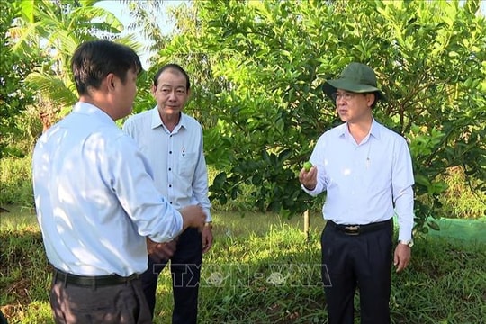 Chanh không hạt xuất khẩu đạt lợi nhuận cao