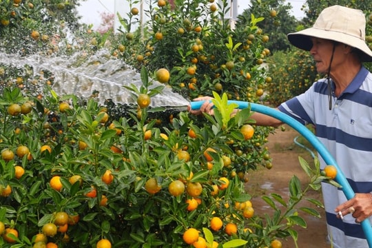 Thủ phủ quất cảnh Hội An tất bật vào vụ làm ăn lớn nhất năm