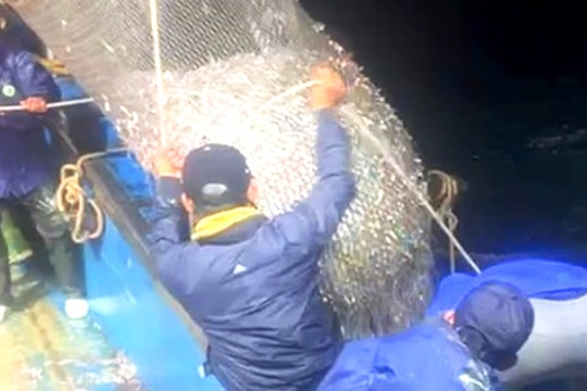 Ngư dân trúng đậm 16 tấn cá cơm