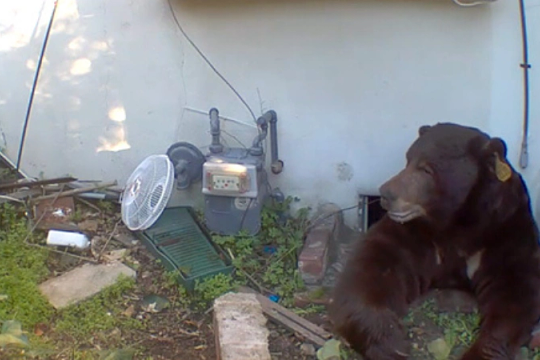 Gấu cố thủ dưới hầm nhà dân hơn một tháng