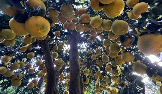 Hai chậu bưởi Diễn khổng lồ gần 800 quả khiến ai đi qua cũng phải ngoái nhìn