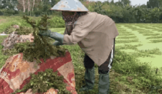 “Nghề lội nước” kiếm tiền triệu mỗi ngày tại TPHCM